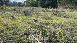 Denuncian tala de árboles en reserva San Jorge de Ibagué 