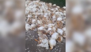 Mueren 1.000 pollos por bloqueo vial en El Totumo