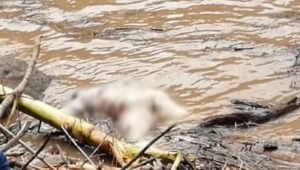 Cadáver fue hallado flotando en el río Magdalena en Honda