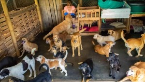 Fundación canina de Ibagué denuncia falta de atención y colaboración de las autoridades