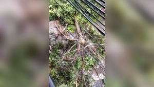 Emergencia en el barrio Galán: un árbol y un poste cayeron sobre una vía 