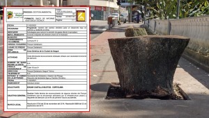 Informe reciente de la Alcaldía de Ibagué no recomendaba la tala de los árboles del Centenario