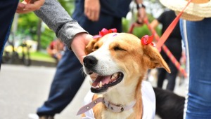 ¿Tiene mascotas? Apúntela al desfile del Festival Folclórico Colombiano en Ibagué