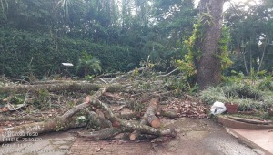 Abren proceso sancionatorio contra reconocido condominio de Ibagué por daños causados a dos árboles