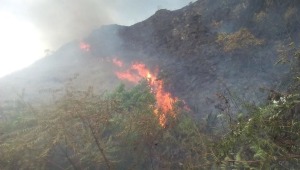 Temporada de menos lluvias en el Tolima dejó dos incendios forestales y un bombero accidentado 