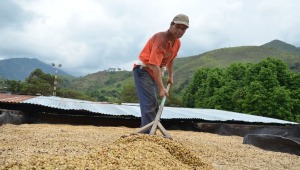 Por falta de infraestructura, el café de exportación del Tolima lo están llevando a otras regiones
