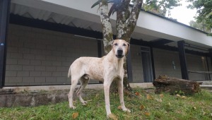 Pecas: la mascota que vivió 20 años de su vida en la Universidad de Ibagué 