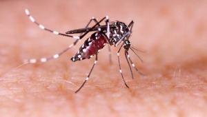 12 municipios del Tolima en alerta por aumento de casos de dengue