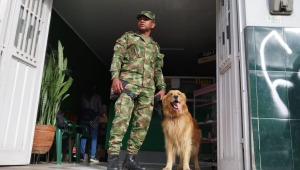 Él es Killer: el perro antinarcóticos del Tolima que se encuentra bajo amenaza de muerte