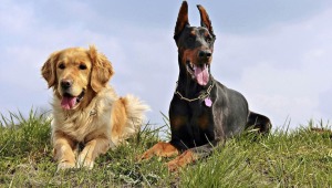 Fallo de Tribunal reconoce a las mascotas como miembros de una familia 