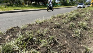 Sin cultura ciudadana: Ibagué Limpia lamentó daño en jardines de la avenida Mirolindo