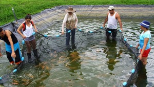 Bacteria en peces nunca antes registrada en el país preocupa a granjas piscícolas del Tolima
