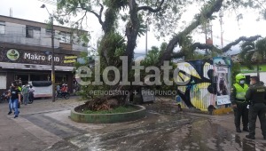 Bomberos atienden emergencia por caída de un árbol en el parque Galarza
