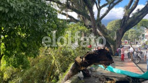 Murió el padre de familia que golpeó un árbol en el Centenario de Ibagué y ordenan el cierre del parque